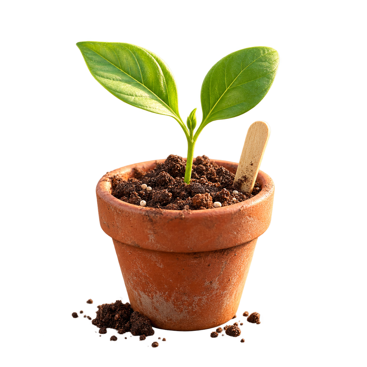 Young seedling in a terracotta pot
